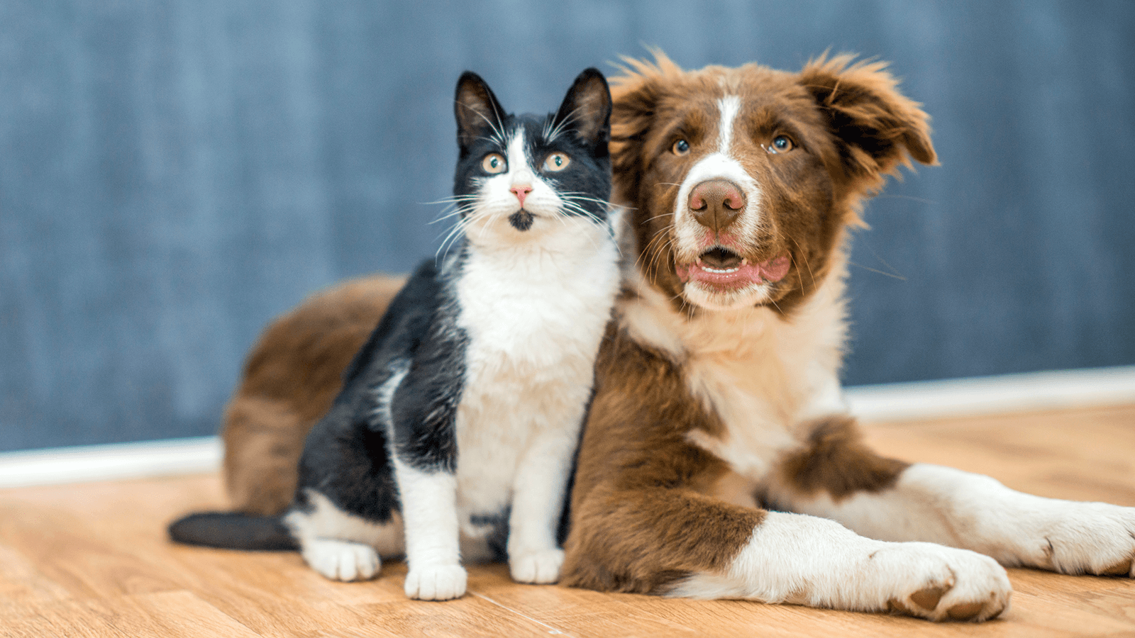 Susquehanna Trail Animal Hospital Watsontown Pa Veterinarian